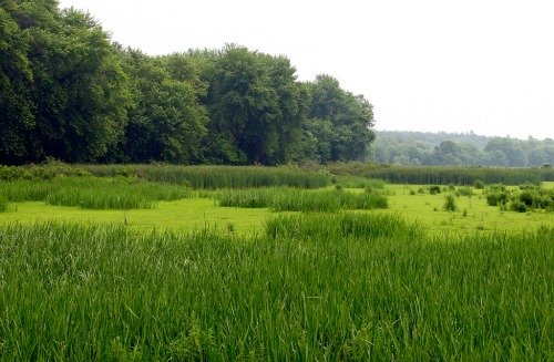 wetlandsv wetlandsv
