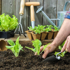 A beginners guide to starting your very own veggie patch