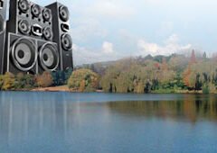 Submerged Sunday with Goldfish at Emmarentia